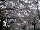 桜満開！！？